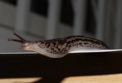 Boakjølsnegl (Limax maximus)