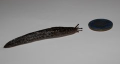 Boakjølsnegl (Limax maximus)