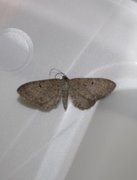 Engdvergmåler (Eupithecia satyrata)