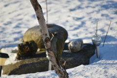 Gråspett (Picus canus)