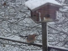 Nøtteskrike (Garrulus glandarius)