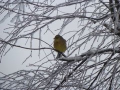 Gulspurv (Emberiza citrinella)