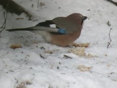 Nøtteskrike (Garrulus glandarius)