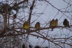 Gulspurv (Emberiza citrinella)