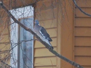 Ringdue (Columba palumbus)