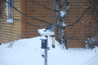 Ringdue (Columba palumbus)