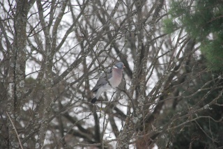 Ringdue (Columba palumbus)