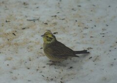 Gulspurv (Emberiza citrinella)