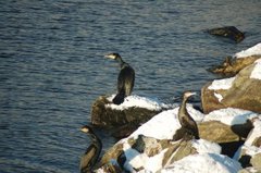 Storskarv (Phalacrocorax carbo)