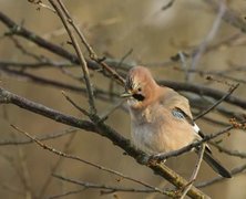 Nøtteskrike (Garrulus glandarius)