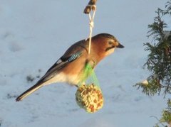 Nøtteskrike (Garrulus glandarius)