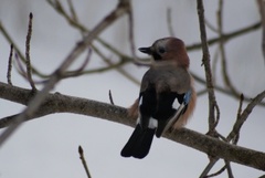 Nøtteskrike (Garrulus glandarius)