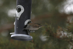 Munk (Sylvia atricapilla)