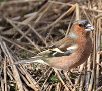 Bokfink (Fringilla coelebs)