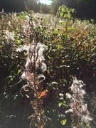 Geitrams (Epilobium angustifolium)