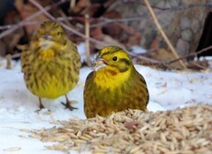 Gulspurv (Emberiza citrinella)