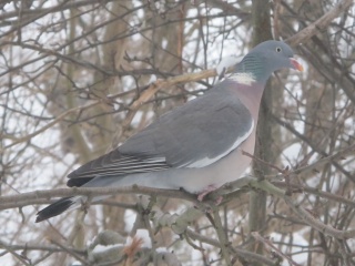 Ringdue (Columba palumbus)