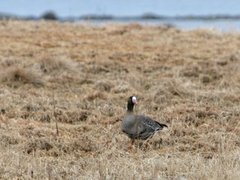 Tundragås (Anser albifrons)