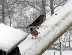 Gråsisik (Carduelis flammea)