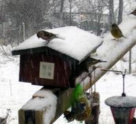 Gråsisik (Carduelis flammea)