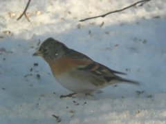 Bjørkefink (Fringilla montifringilla)