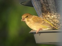 Grønnfink (Chloris chloris)