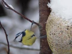 Blåmeis (Cyanistes caeruleus)