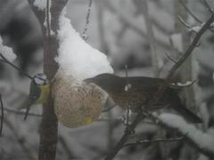 Blåmeis (Cyanistes caeruleus)