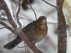 Svarttrost (Turdus merula)