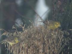 Gulspurv (Emberiza citrinella)