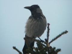 Kråke (Corvus cornix)