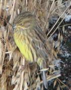 Gulspurv (Emberiza citrinella)