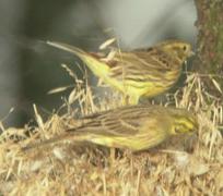 Gulspurv (Emberiza citrinella)