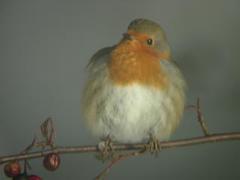 Rødstrupe (Erithacus rubecula)