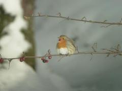 Rødstrupe (Erithacus rubecula)