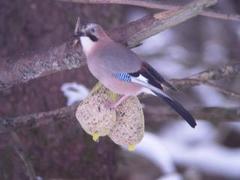 Nøtteskrike (Garrulus glandarius)