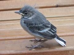 Linerle (Motacilla alba)