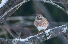 Hvithodespurv (Emberiza leucocephalos)