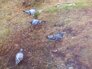 Bydue (Columba livia domestica)