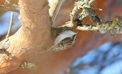 Trekryper (Certhia familiaris)