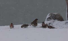 Gråsisik (Carduelis flammea)