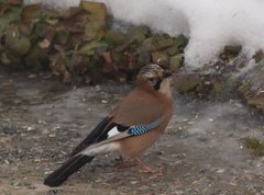 Nøtteskrike (Garrulus glandarius)