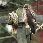 Spurvehauk (Accipiter nisus)