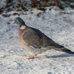 Ringdue (Columba palumbus)