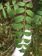 Rogn (Sorbus aucuparia)