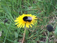 Humler (Bombus)