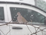 Tyrkerdue (Streptopelia decaocto)