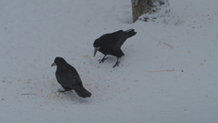 Kornkråke (Corvus frugilegus)