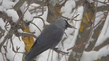 Kaie (Corvus monedula)