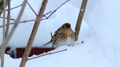 Bergirisk (Carduelis flavirostris)